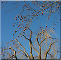 Plane and willow, Horfield