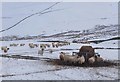 NT2242 : Sheep, Upper Kidston by Jim Barton