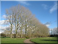 Poplars at Emberton Country Park