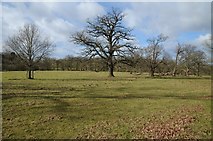 SO9463 : Trees in the grounds of Hanbury Hall by Philip Halling