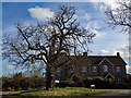 The old tree at Brown