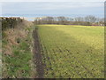 NT5684 : Winter Barley at the Heugh by M J Richardson