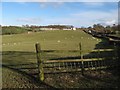 Sheep at Tyddyn-y-fron