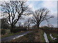 Low Flenders Road near Flenders Farm