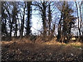 Trees by Aylesbury Road, Haddenham