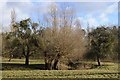 Trees in Himbleton