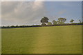 SX7160 : Devon pasture by N Chadwick