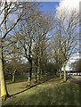 Avenue of trees at Keele University