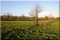 Young trees on Widcombe Common