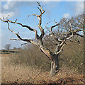 TM5079 : Dead Tree near Pottersbridge Marshes, South Cove by Roger Jones