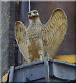 Golden eagle on the Eagle public house, Hull