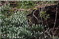 Snowdrops, Thorncroft, Leatherhead