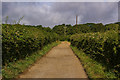 Track to Great Briddlesford Farm