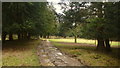 Rutted track in Oakley Wood.