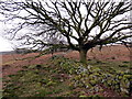 Hen wal sych / Old dry stone wall