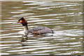 Great Crested Grebe (Podiceps cristatus), Bedfont Lakes Country Park