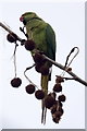 Rose-ringed Parakeet (Psittacula krameri), Walton-upon-Thames