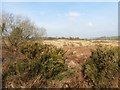 Rough moorland on Gittisham Hill