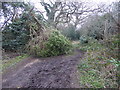 Fallen tree across a bridleway