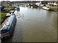 Swans on the River Medway at Wateringbury
