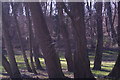 View of a collection of trees in the Gibberd Garden