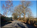 Mature Oaks along Pyrford Road