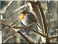 Robin at Restormel