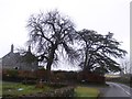 Bare tree and cedar at Highercombe