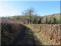 Track towards the River Alyn/Afon Alun