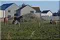 Sedgemoor : Grassy Field & Horses