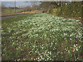 Snowdrops at Raisbeck