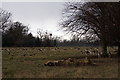 Fallow Deer in Hampton Court Park