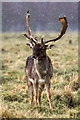 Male Fallow Deer (Dama dama), Hampton Court Park