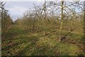 Orchard at Broxwood