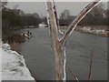 SZ0697 : Kinson: frozen stalk by the River Stour by Chris Downer