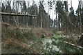 Tree felling in Ashland Coppice