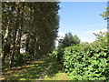 Poplars by a footpath, Norton sub Hamdon