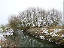 TL4152 : Trees by the Cam near Haslingfield by John Sutton