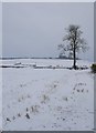 Winter stubble at Jardinefield