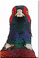 NT4936 : A cock pheasant close-up by Walter Baxter