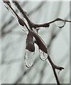 SX9066 : Ice drops on twig near Riviera Way by Derek Harper