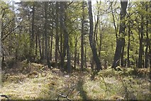 NN7359 : Woodland, Dunalasdair by Richard Webb
