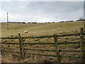 SE1694 : Sheep pasture, north of East Hauxwell by Christine Johnstone