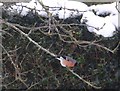 A garden visitor