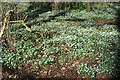 Snowdrops (Galanthus nivalis)