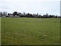 Farmland on the outskirts of Gwernaffield