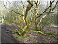 SE1211 : Unhappy tree, Honley Old Wood by Humphrey Bolton