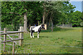 Pony near Swillage Cottages