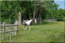 TQ0706 : Pony near Swillage Cottages by Robin Webster
