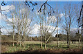 Sunlit Trees at Little Kingshill